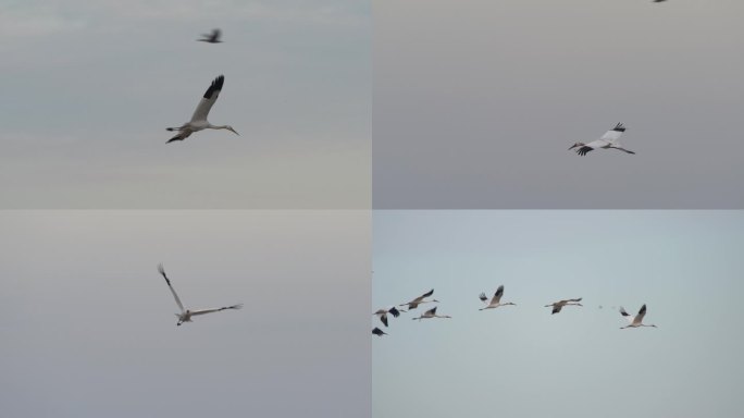 成群的白鹤在天空飞翔
