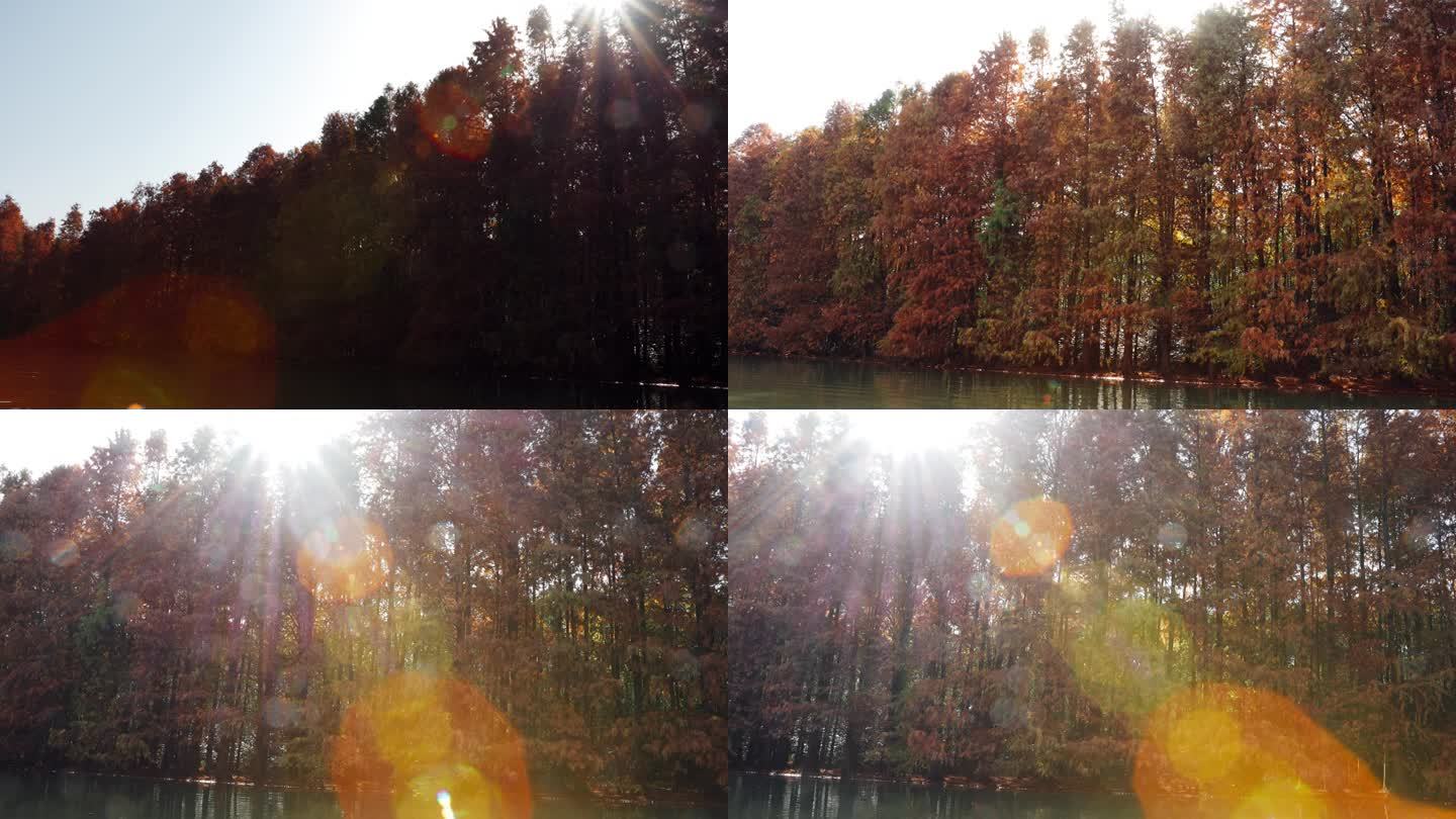 秋天水杉红叶阳光穿过森林