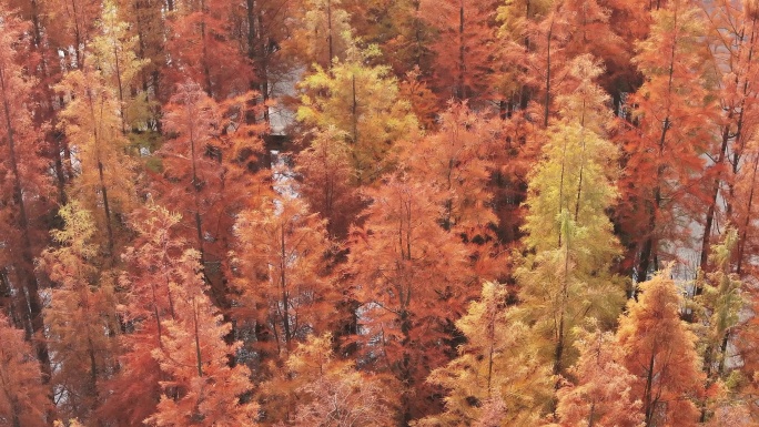 南昌鱼尾洲公园水杉的秋色