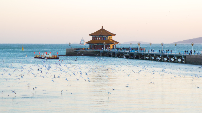 海鸥群飞青岛栈桥背景4k视频素材