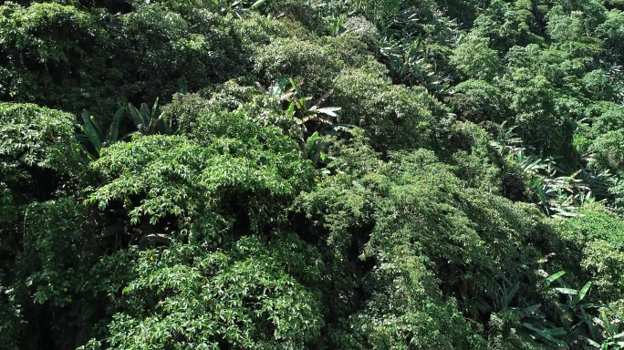 亚热带雨林4