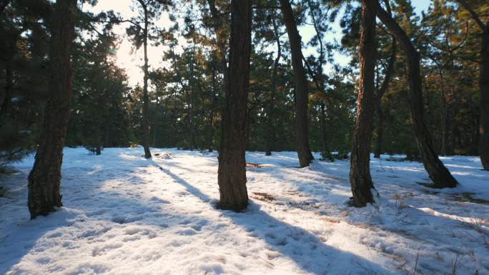 森林雪景雪松林