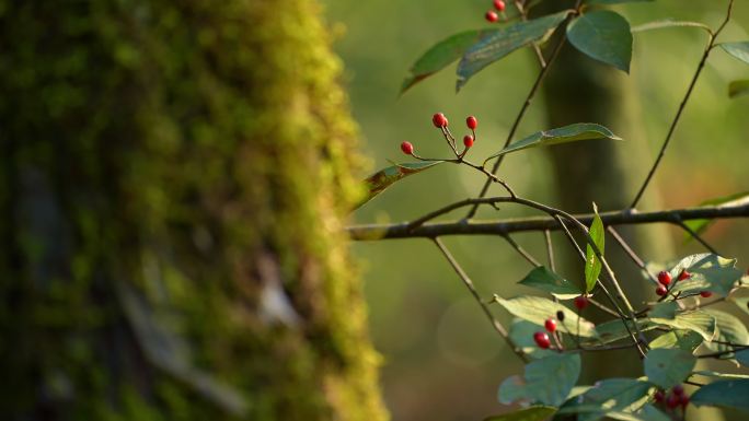 苔藓野生石楠果实