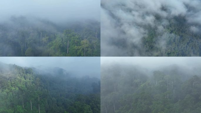 晨雾中的原始森林航拍