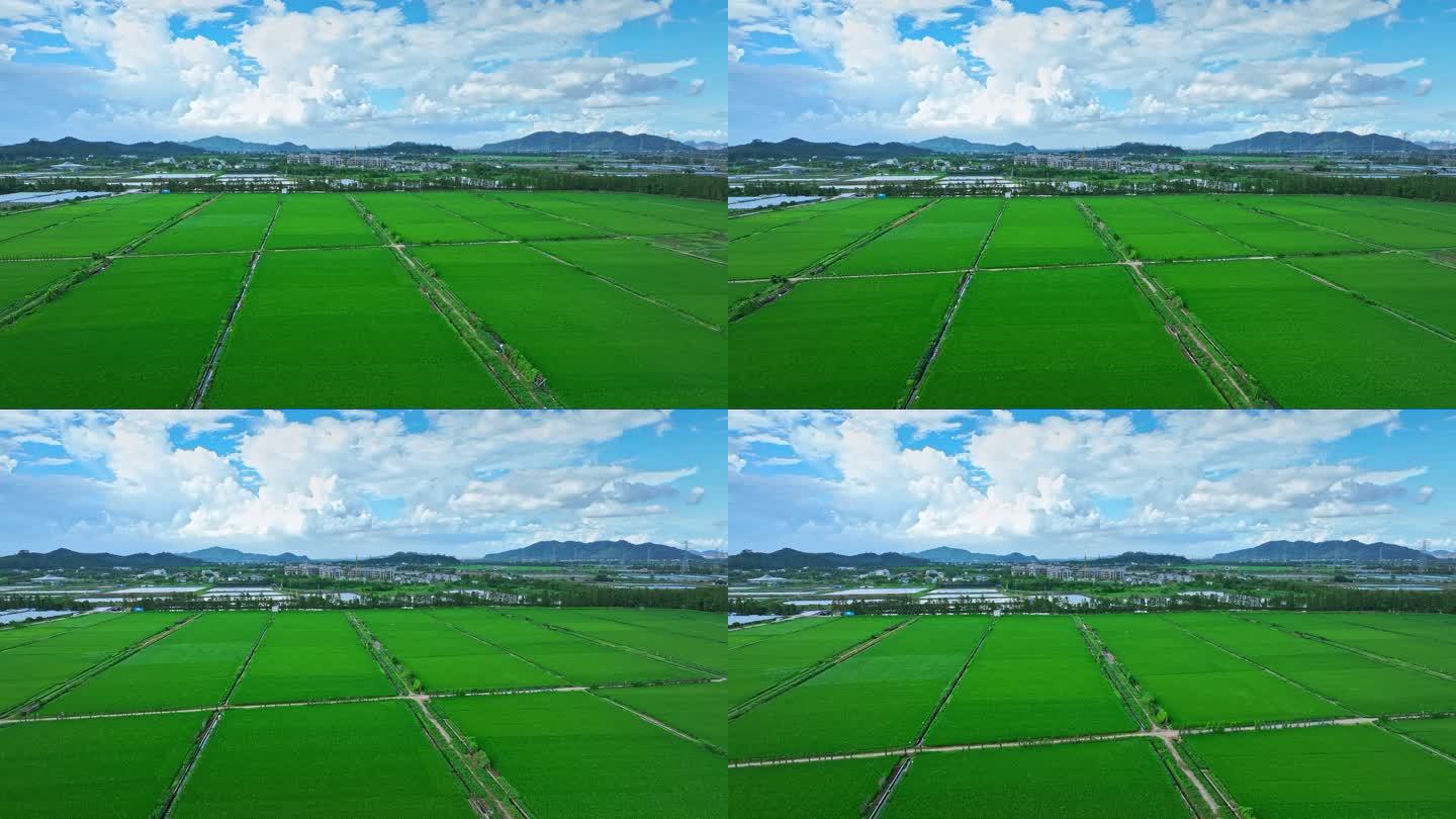 广东珠海绿油油的稻田乡村田野航拍4k