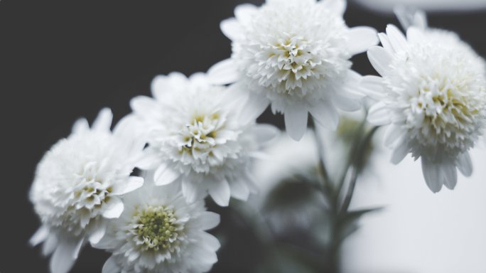 清明节白菊写意空镜头