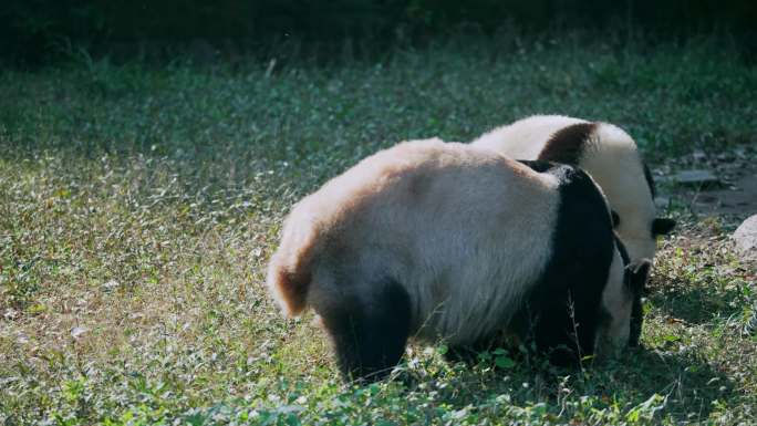 大熊猫草地觅食