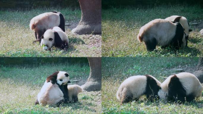 大熊猫草地觅食