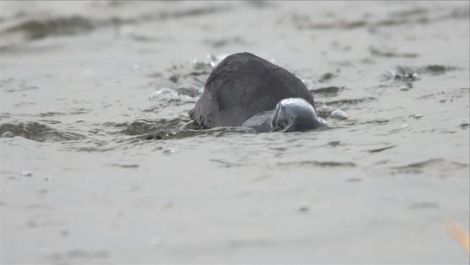 水 流水白骨顶鸡