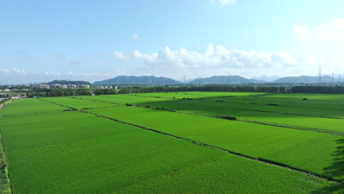 广东绿油油的稻田乡村田野航拍4k