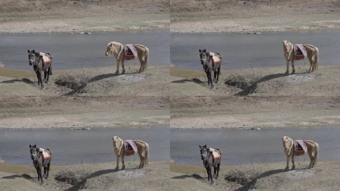 沙溪古镇地拍运动镜头4k