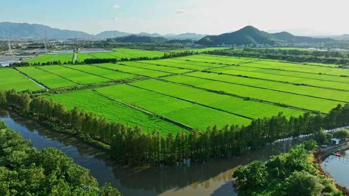 广东绿油油的稻田水乡乡村田野航拍4k