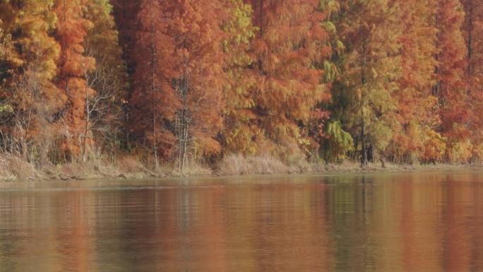 海湾森林公园秋天水杉水上森林湖边景色