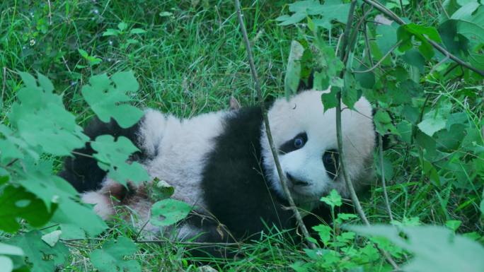 草丛大熊猫幼崽宝宝