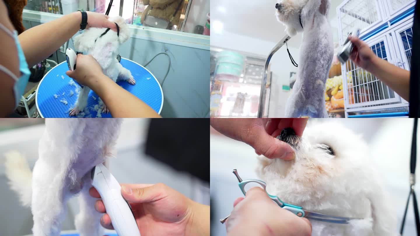 【4K】宠物狗做护理 给小狗剪毛发