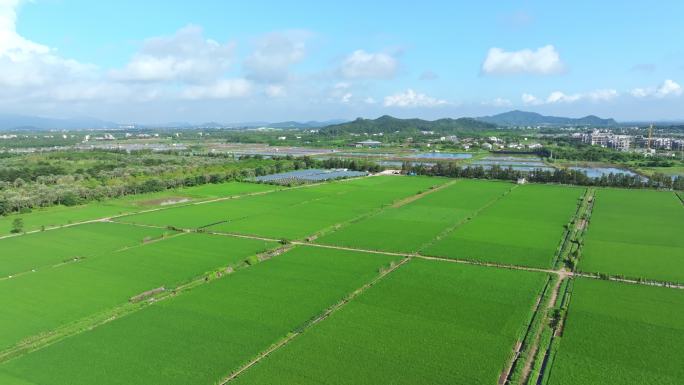 广东绿油油的稻田乡村田野航拍4k