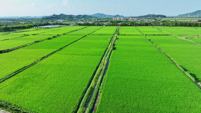 广东绿油油的稻田乡村田野航拍4k