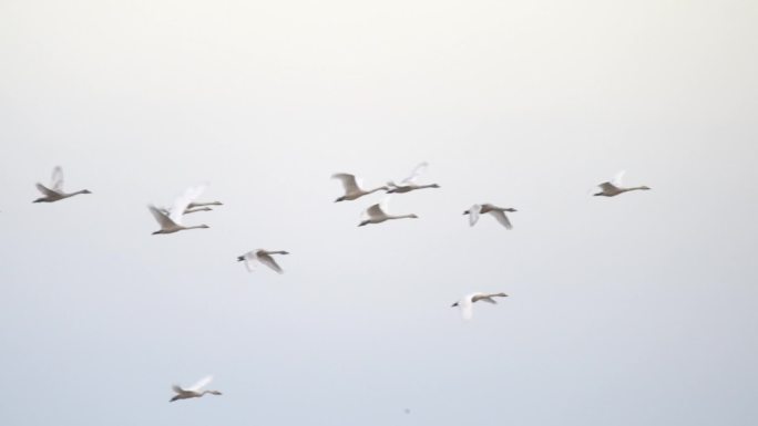 成群的白鹤在天空飞翔