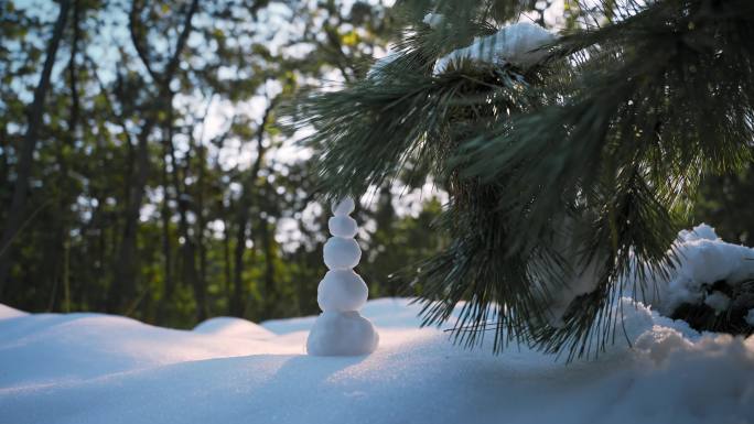 冬天雪松树林冬季雪景