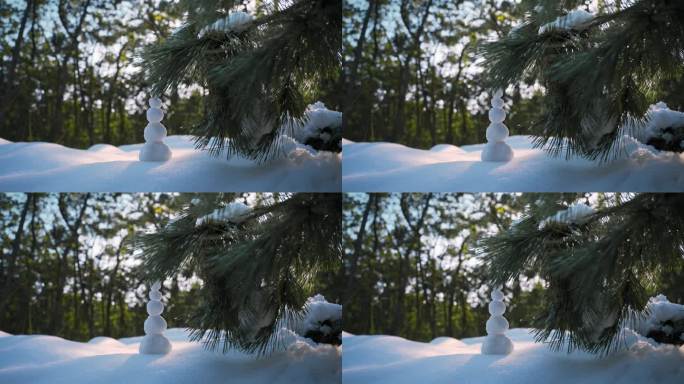 冬天雪松树林冬季雪景