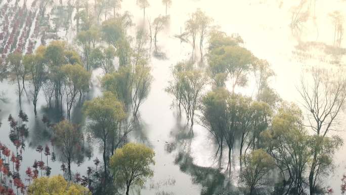 航拍上海崇明西沙湿地植物