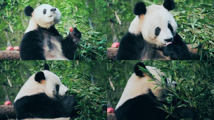 大熊猫吃萝卜竹子