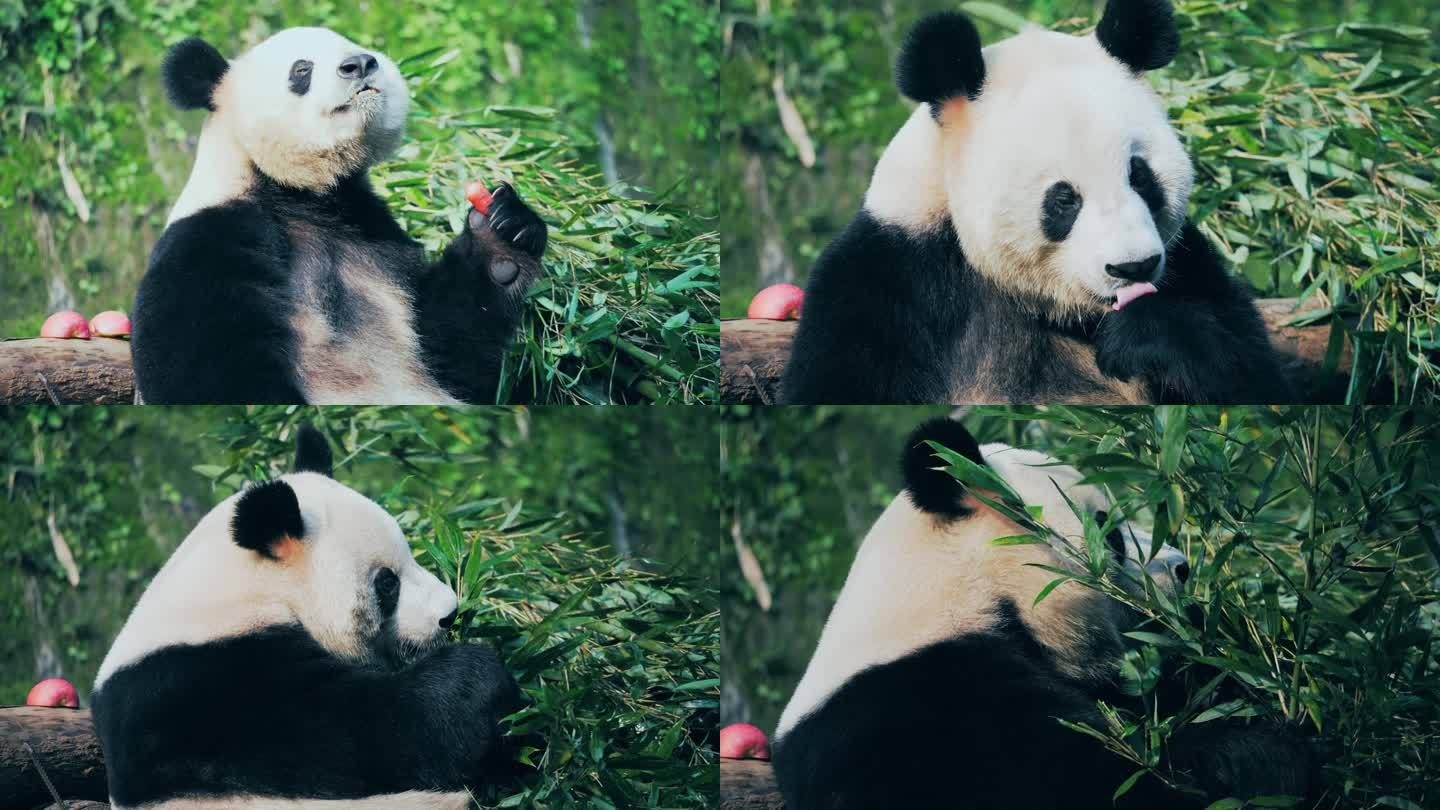 大熊猫吃萝卜竹子