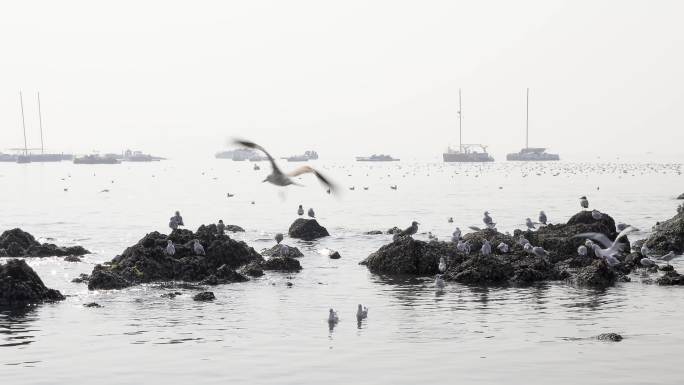 青岛栈桥海鸥