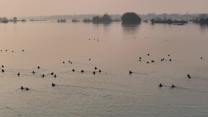 航拍襄阳汉江湿地候鸟群生态环境自然风光