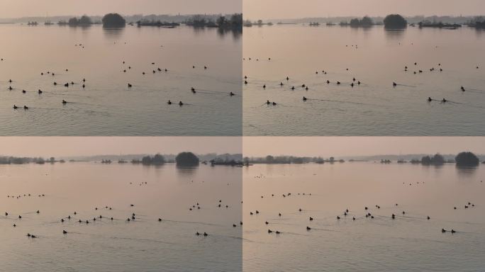 航拍襄阳汉江湿地候鸟群生态环境自然风光