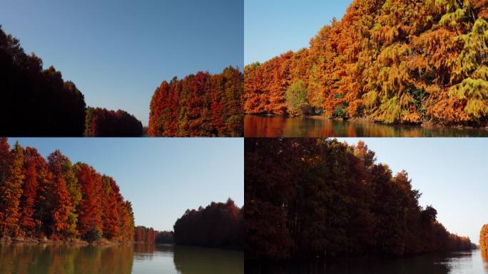 秋天水杉水上森林唯美空镜背景
