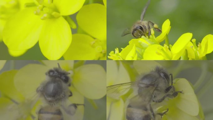 高清 100帧 蜜蜂 传粉 油菜花2