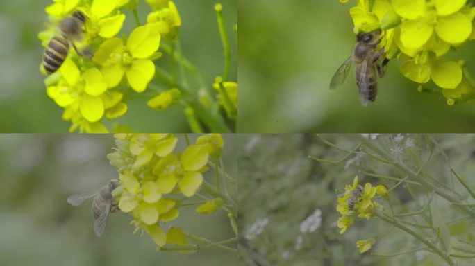 4k 自然 蜜蜂传粉 油菜花  1