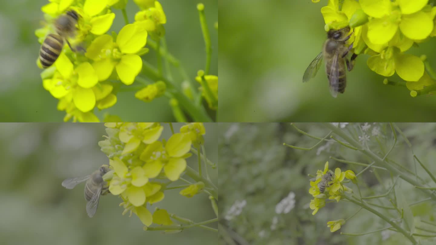 4k 自然 蜜蜂传粉 油菜花  1