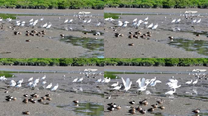 湿地公园候鸟起飞