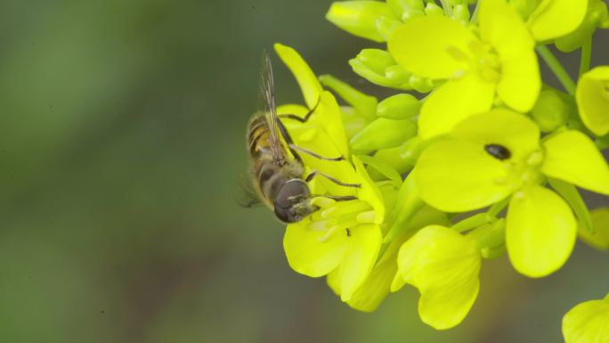 4k 自然 蚜蝇传粉 油菜花 不是蜜蜂2