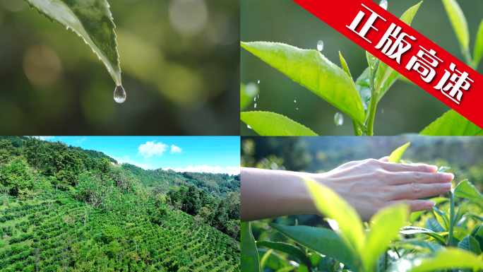 茶茶艺普洱景迈山制茶茶叶炒茶采茶茶树茶叶