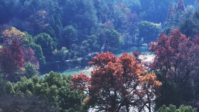 航拍秋天的山林公园树木