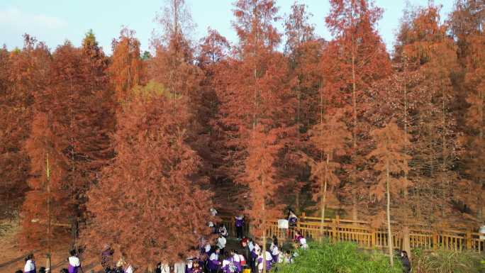 四川德阳旌阳区东湖山公园红色水杉航拍