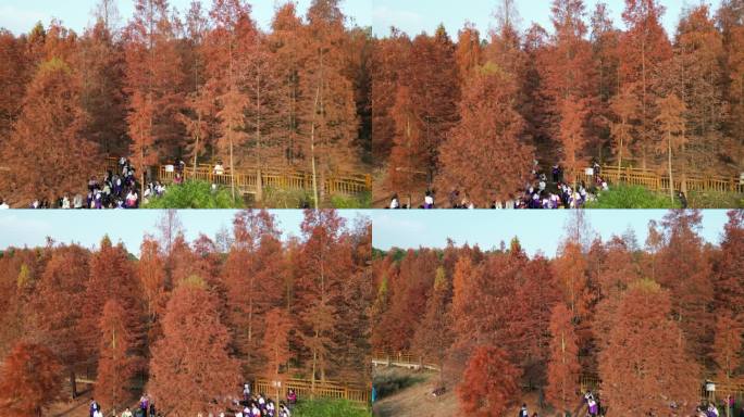 四川德阳旌阳区东湖山公园红色水杉航拍