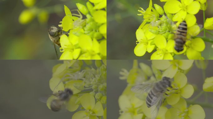 蚜蝇传粉油菜花蜘蛛隐藏等待捕食 不是蜜蜂