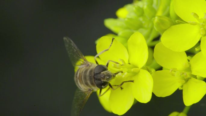 4k 自然 蚜蝇传粉 油菜花 不是蜜蜂1