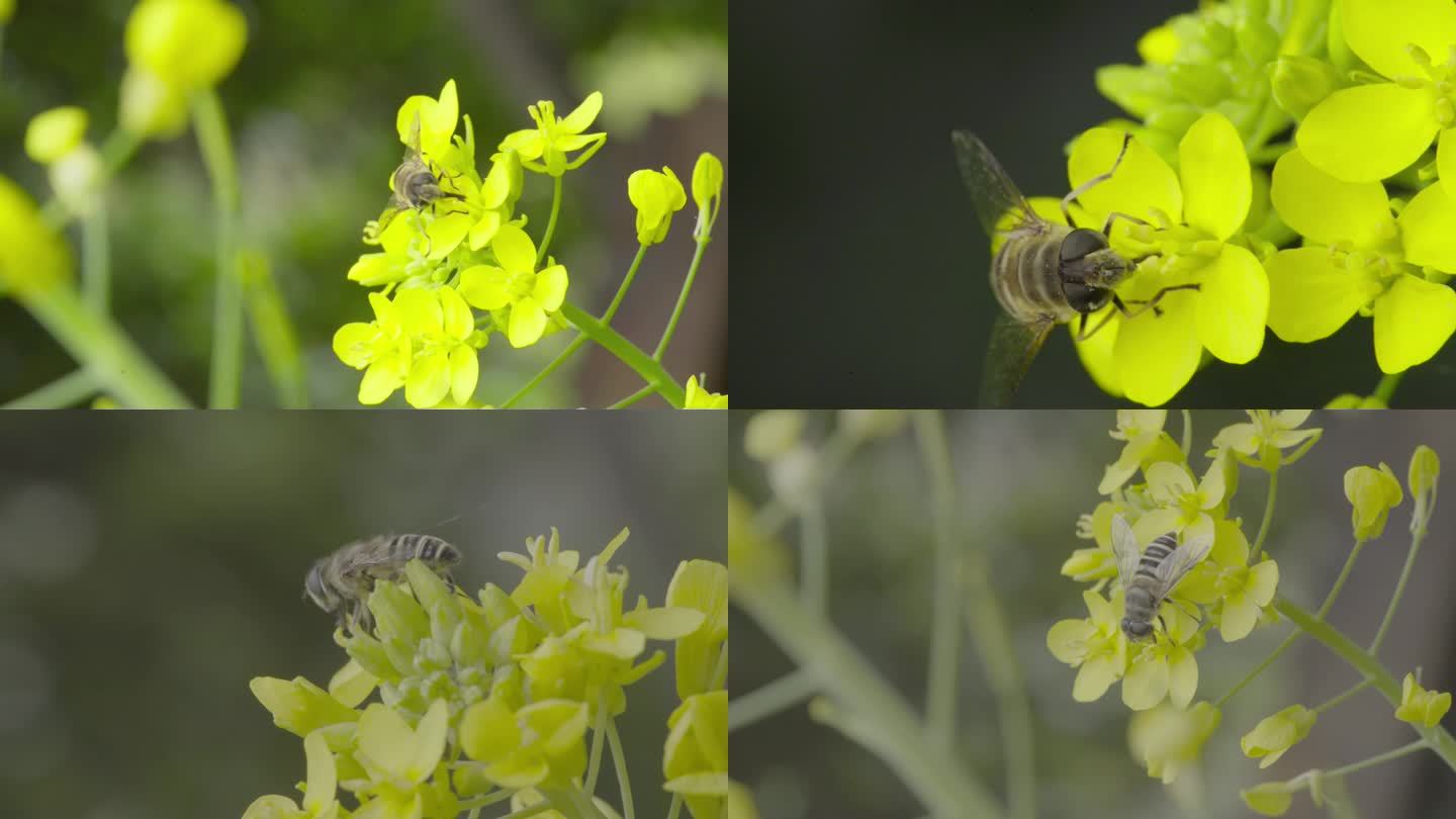 4k 自然 蚜蝇传粉 油菜花 不是蜜蜂1