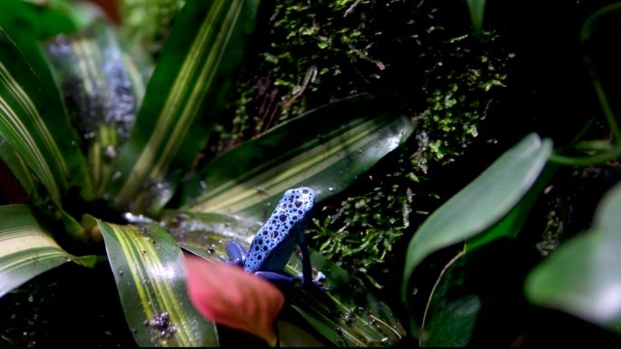 在炎热的热带森林里，一只蓝色毒箭蛙在灌木丛中跳跃