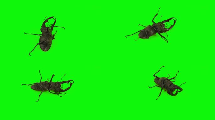 在绿色背景上孤立的雄鹿甲虫