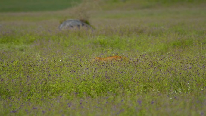 母狮优雅地漫步在郁郁葱葱的草地上，盛开着鲜艳的紫色野花。狮子优雅地漫游在盛开的植被在坦桑尼亚的绿色