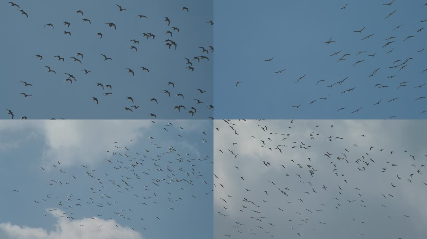 海鸥展翅飞翔-高速摄影