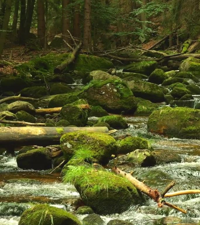茂密的森林里有一条小溪，布满青苔的岩石和倒下的原木。