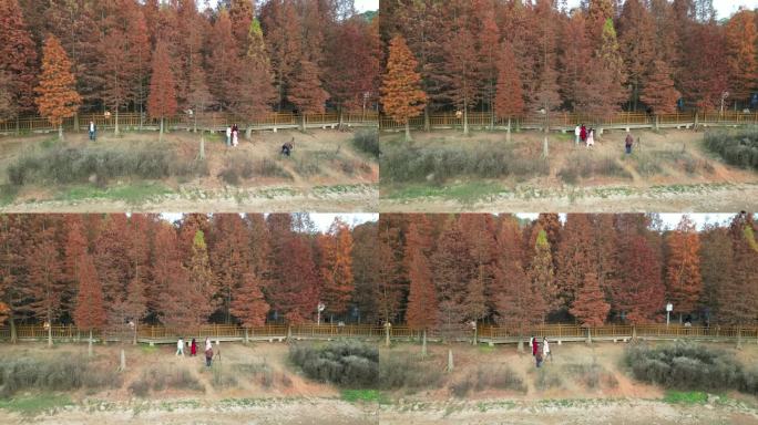 四川德阳旌阳区东湖山公园红色水杉航拍