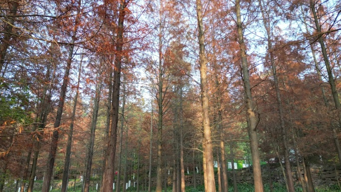 四川德阳旌阳区东湖山公园红色水杉航拍